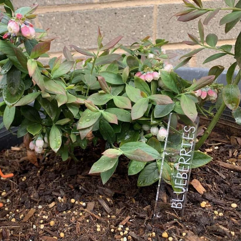 Vegetable and herb garden markers in a herb garden