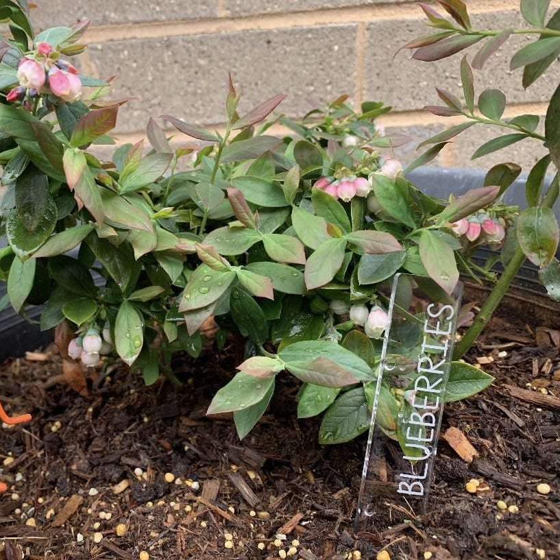Vegetable and Herb Garden Markers in a Vegetable Garden