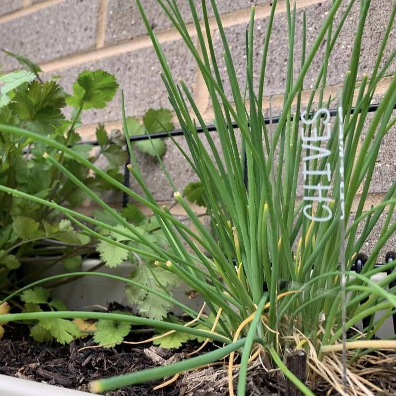 Vegetable and herb garden markers in a herb garden