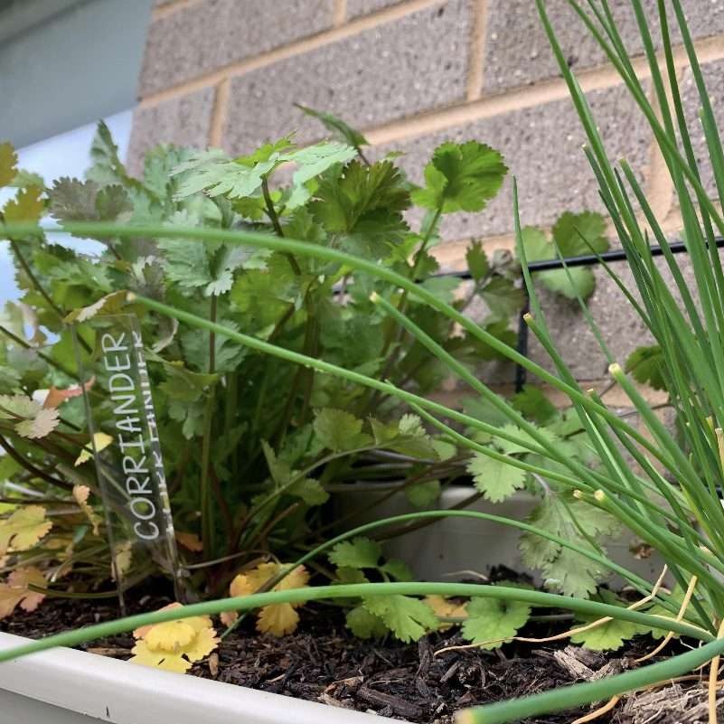 Vegetable and Herb Garden Markers in a Vegetable Garden