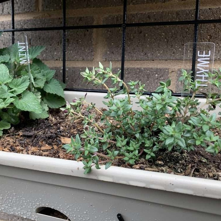 Vegetable and herb garden markers in a herb garden