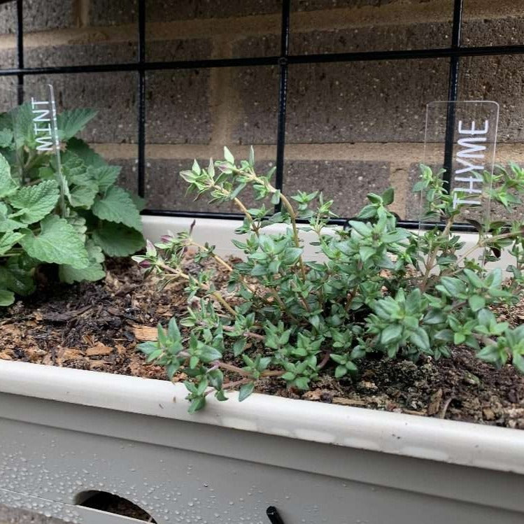 Vegetable and Herb Garden Markers in a Vegetable Garden